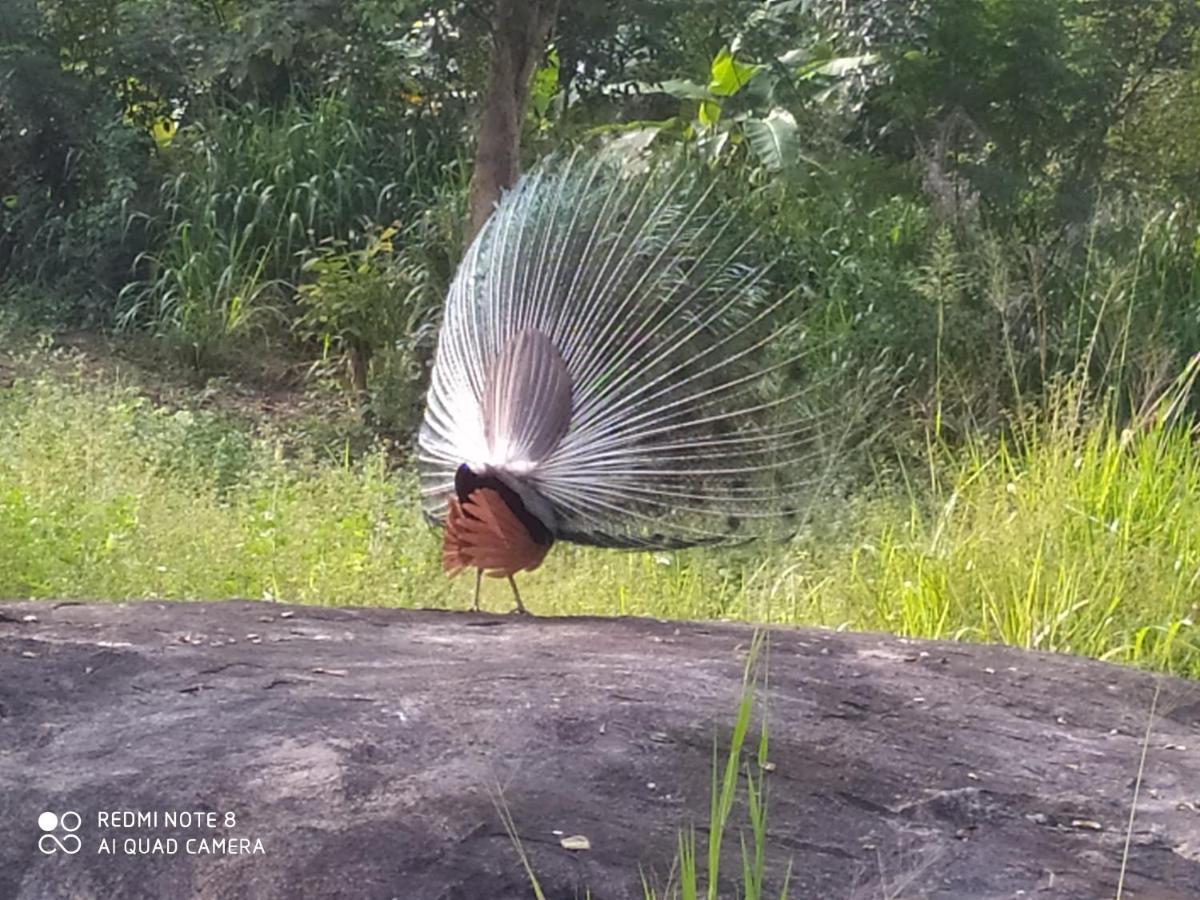 Sigiri Gayani Home Stay Sigiriya Exterior photo